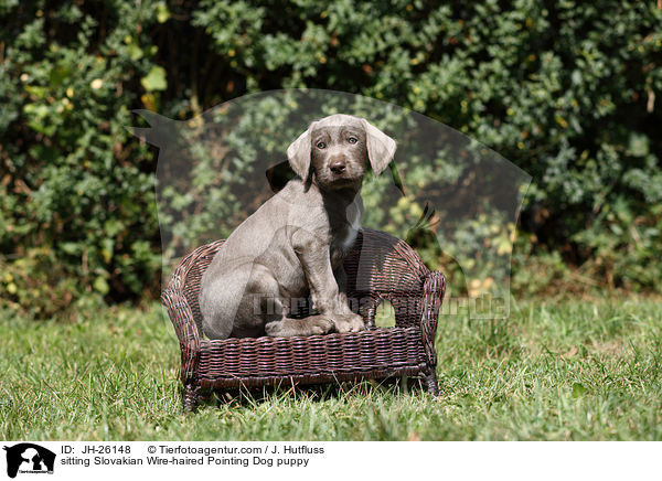 sitting Slovakian Wire-haired Pointing Dog puppy / JH-26148