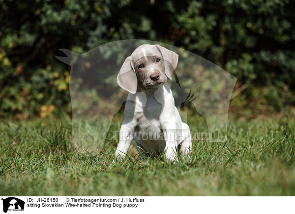 sitting Slovakian Wire-haired Pointing Dog puppy / JH-26150