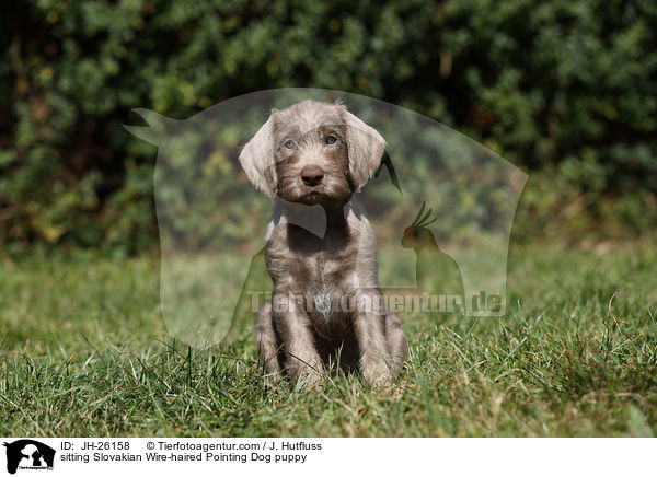 sitting Slovakian Wire-haired Pointing Dog puppy / JH-26158