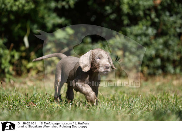 running Slovakian Wire-haired Pointing Dog puppy / JH-26161