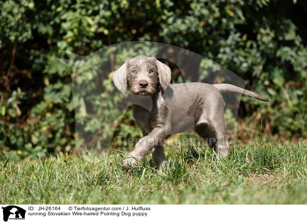 running Slovakian Wire-haired Pointing Dog puppy / JH-26164