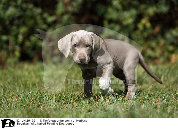 Slovakian Wire-haired Pointing Dog puppy / JH-26166