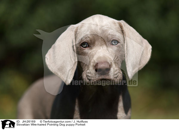 Slovakian Wire-haired Pointing Dog puppy Portrait / JH-26169