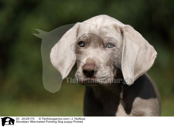 Slovakian Wire-haired Pointing Dog puppy Portrait / JH-26170