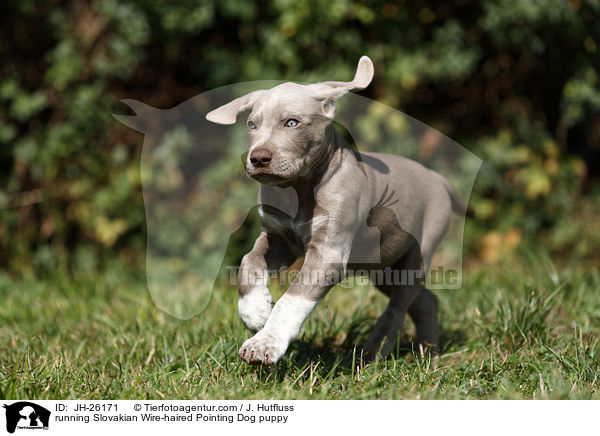 running Slovakian Wire-haired Pointing Dog puppy / JH-26171