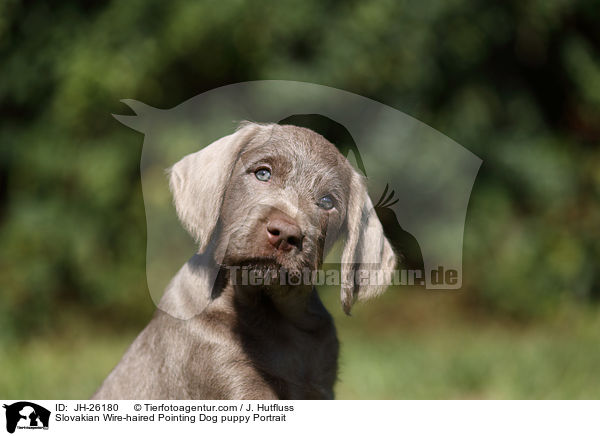 Slovakian Wire-haired Pointing Dog puppy Portrait / JH-26180