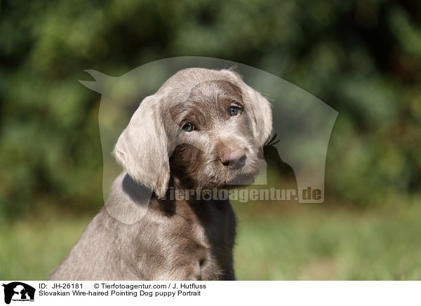 Slovakian Wire-haired Pointing Dog puppy Portrait / JH-26181