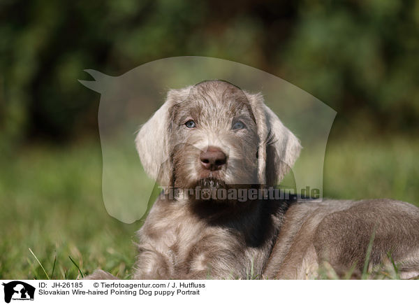 Slovakian Wire-haired Pointing Dog puppy Portrait / JH-26185