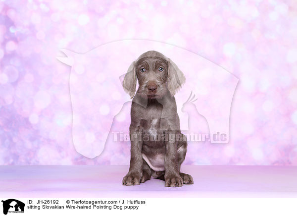 sitting Slovakian Wire-haired Pointing Dog puppy / JH-26192