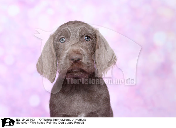 Slovakian Wire-haired Pointing Dog puppy Portrait / JH-26193