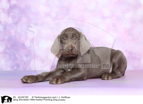 lying Slovakian Wire-haired Pointing Dog puppy / JH-26195