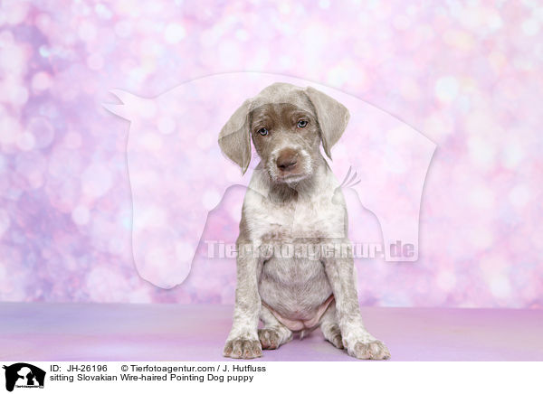 sitting Slovakian Wire-haired Pointing Dog puppy / JH-26196