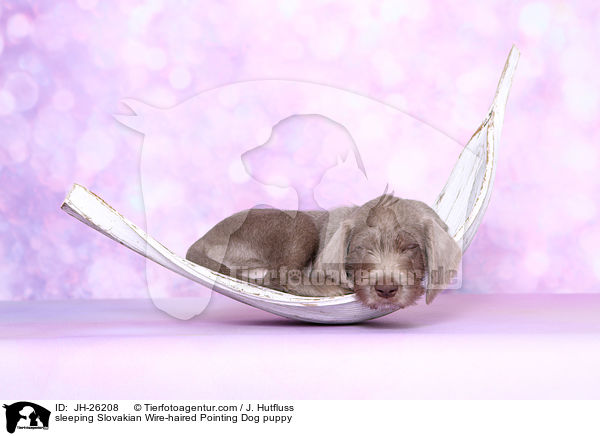 sleeping Slovakian Wire-haired Pointing Dog puppy / JH-26208