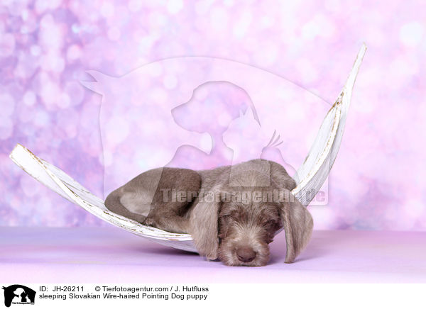 sleeping Slovakian Wire-haired Pointing Dog puppy / JH-26211