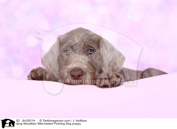 lying Slovakian Wire-haired Pointing Dog puppy / JH-26214