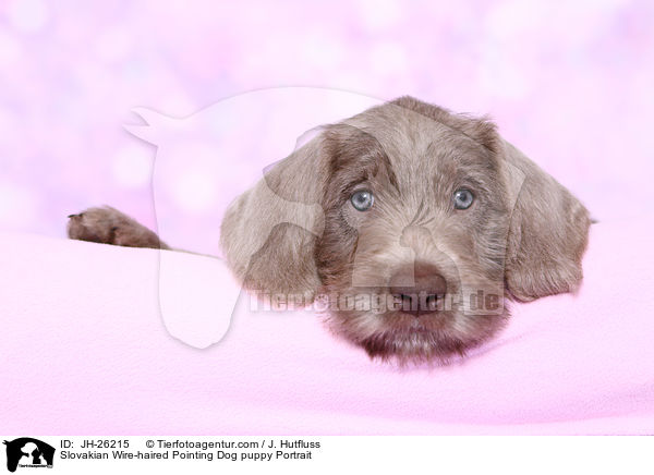 Slovakian Wire-haired Pointing Dog puppy Portrait / JH-26215