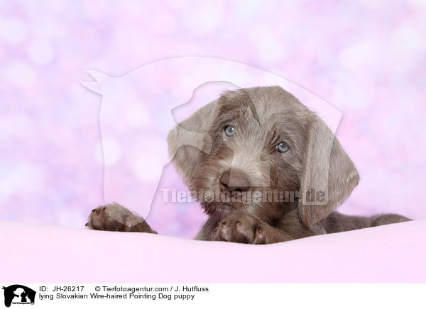 lying Slovakian Wire-haired Pointing Dog puppy / JH-26217