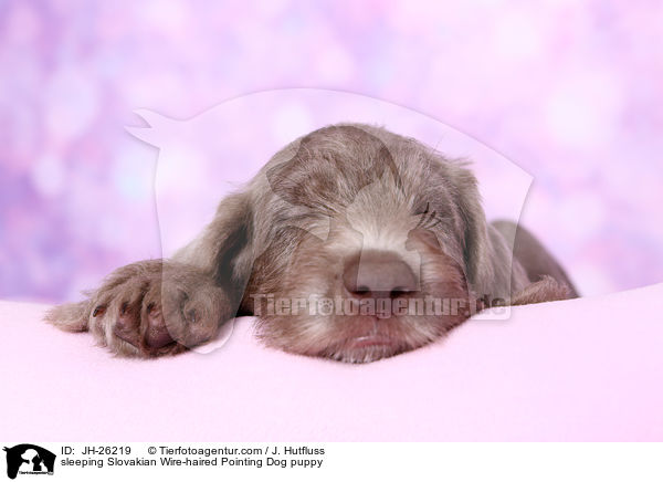 sleeping Slovakian Wire-haired Pointing Dog puppy / JH-26219