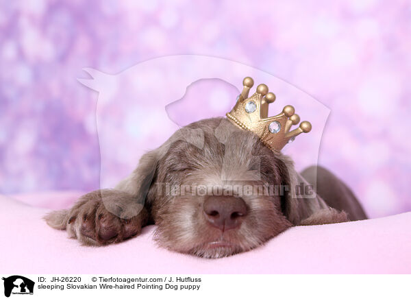 sleeping Slovakian Wire-haired Pointing Dog puppy / JH-26220