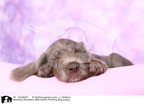 sleeping Slovakian Wire-haired Pointing Dog puppy / JH-26221