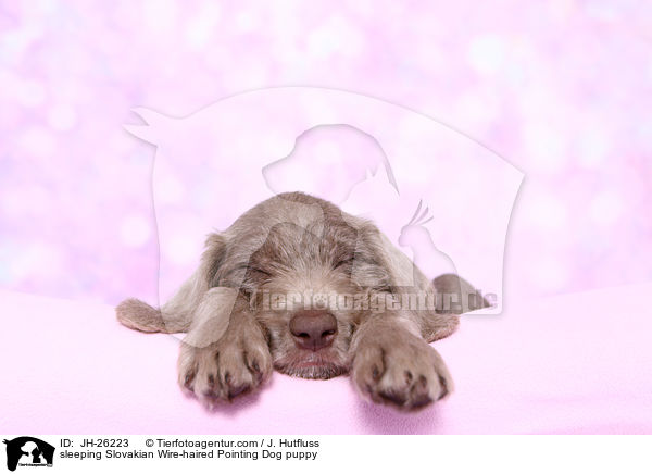 sleeping Slovakian Wire-haired Pointing Dog puppy / JH-26223