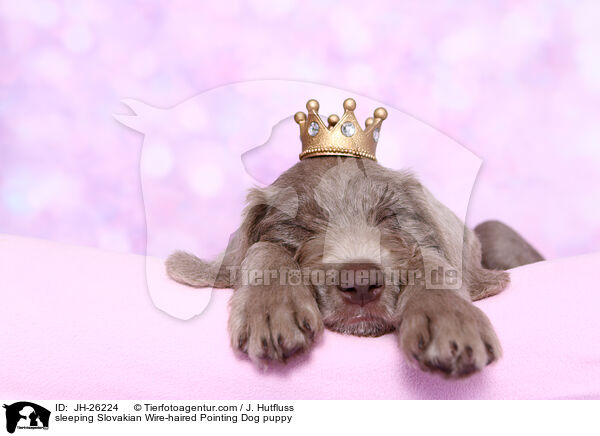 sleeping Slovakian Wire-haired Pointing Dog puppy / JH-26224