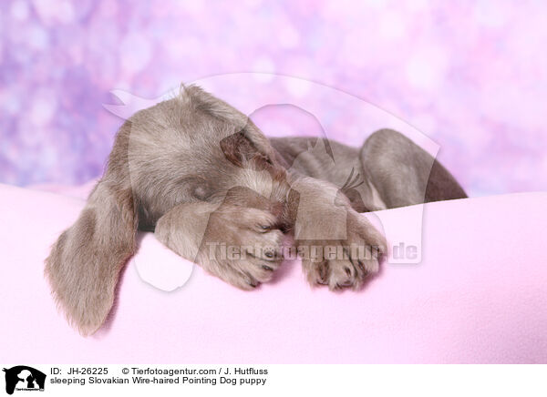 sleeping Slovakian Wire-haired Pointing Dog puppy / JH-26225