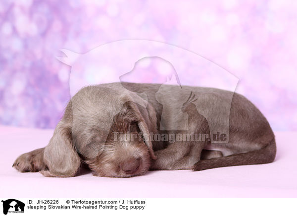 sleeping Slovakian Wire-haired Pointing Dog puppy / JH-26226