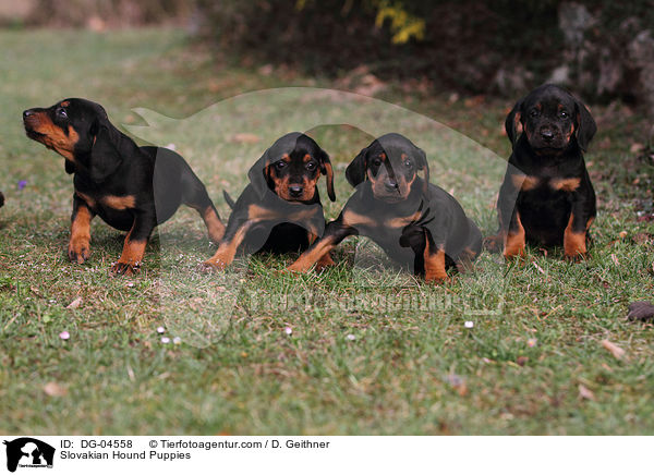 Slovakian Hound Puppies / DG-04558