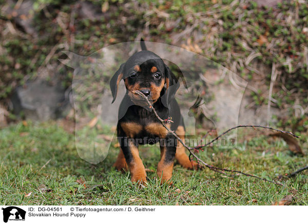 Slovakian Hound Puppy / DG-04561