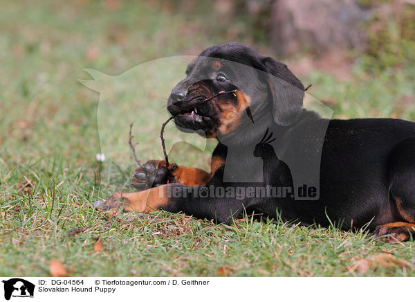 Slovakian Hound Puppy / DG-04564
