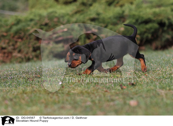 Slovakian Hound Puppy / DG-04567