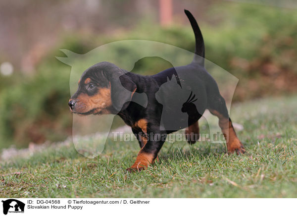 Slovakian Hound Puppy / DG-04568