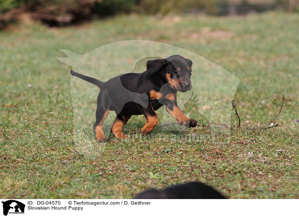 Slovakian Hound Puppy / DG-04570