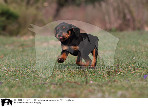Slovakian Hound Puppy / DG-04572