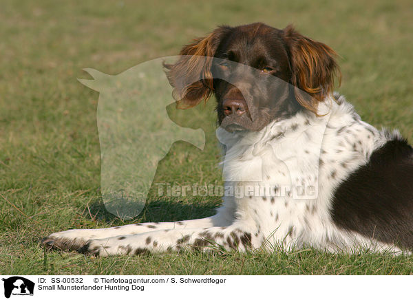 Small Munsterlander Hunting Dog / SS-00532