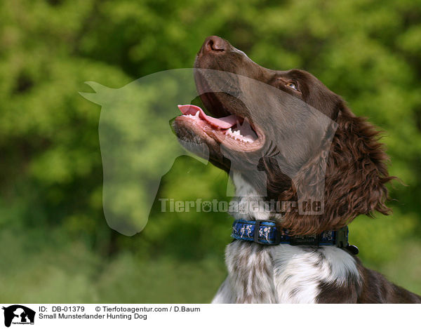 Small Munsterlander Hunting Dog / DB-01379