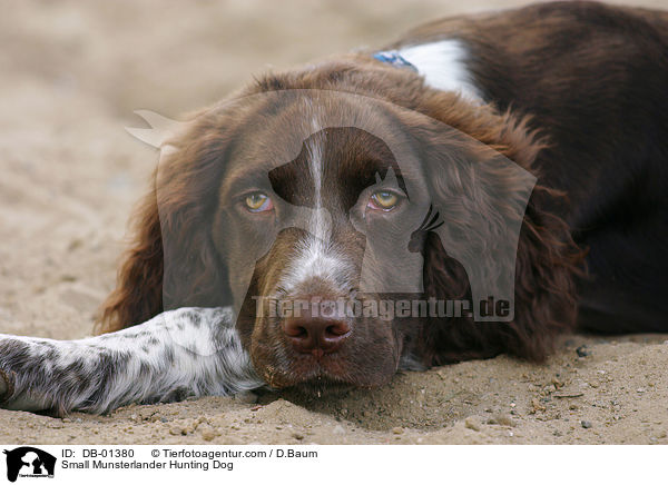 Small Munsterlander Hunting Dog / DB-01380
