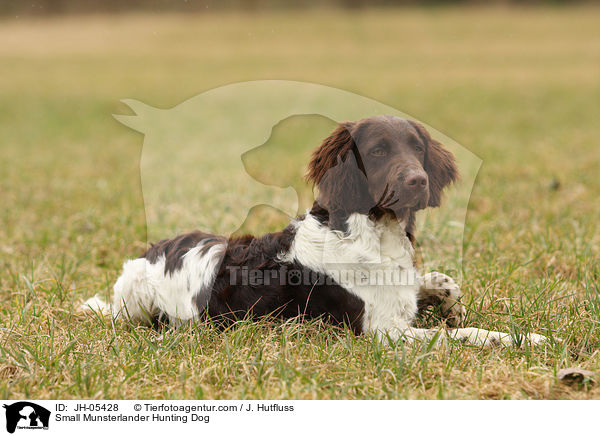 Small Munsterlander Hunting Dog / JH-05428