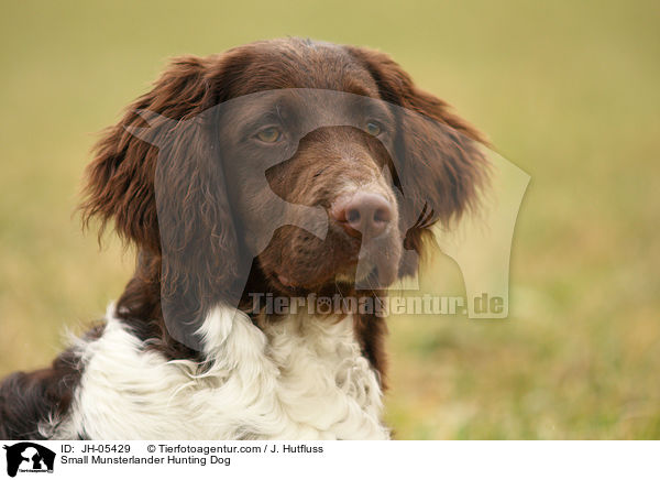 Small Munsterlander Hunting Dog / JH-05429
