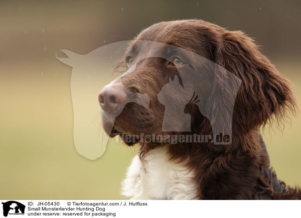 Small Munsterlander Hunting Dog / JH-05430
