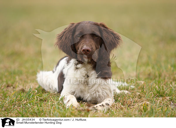 Small Munsterlander Hunting Dog / JH-05434
