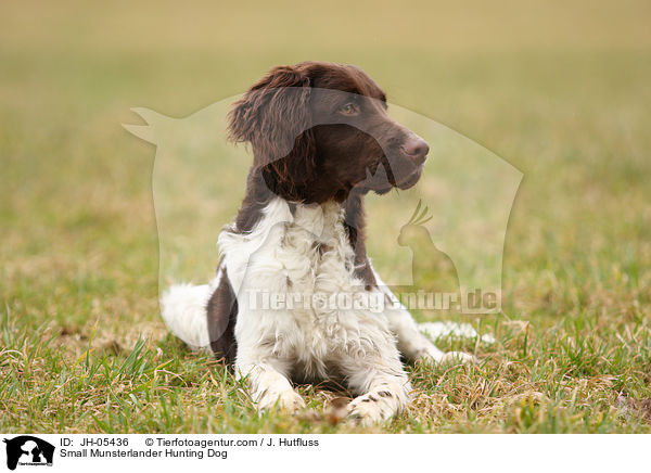 Small Munsterlander Hunting Dog / JH-05436