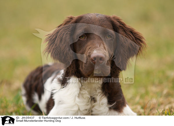 Small Munsterlander Hunting Dog / JH-05437