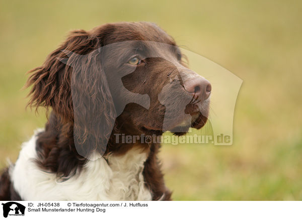 Small Munsterlander Hunting Dog / JH-05438