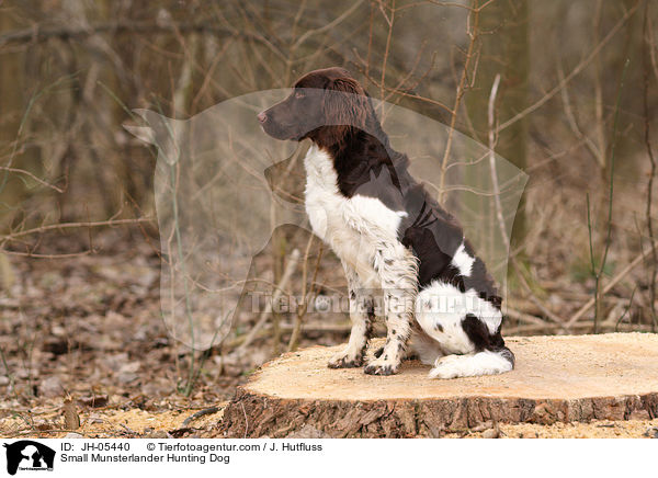 Small Munsterlander Hunting Dog / JH-05440