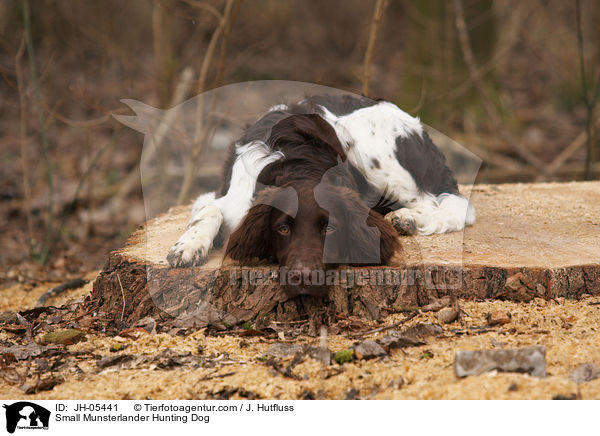 Small Munsterlander Hunting Dog / JH-05441