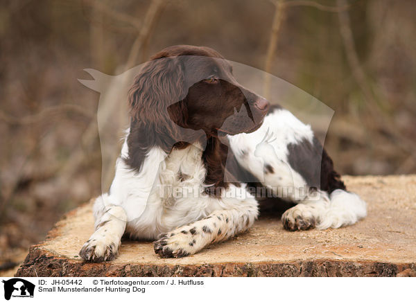 Small Munsterlander Hunting Dog / JH-05442