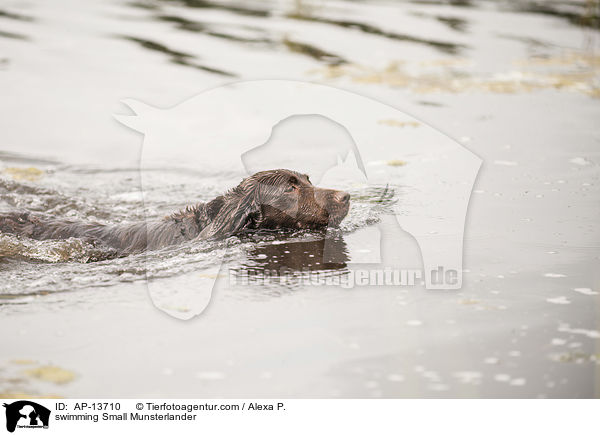 swimming Small Munsterlander / AP-13710