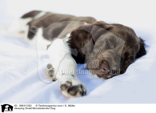 sleeping Small Munsterlander Dog / SM-01392